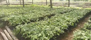 Hybrid Cocoa Seedlings - High-Yield Government-Sourced Varieties
