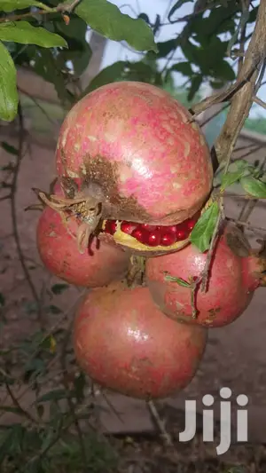 Pomegranate Seedlings - Pink & Yellow Varieties for Home Gardens