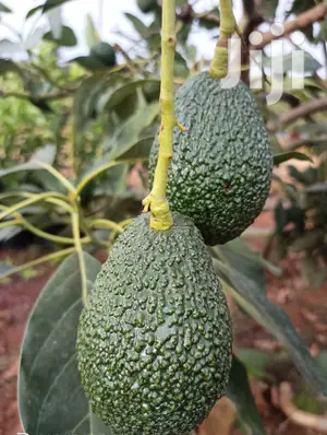 Hass Avocado Seedlings - Premium Scions from Certified Kenyan Farms