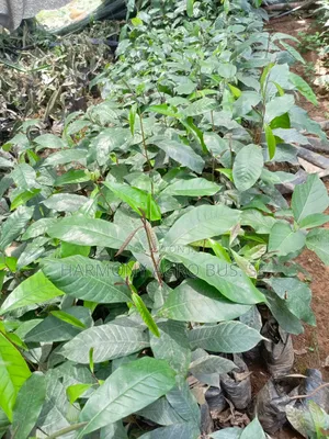 African Star Apple (Alasa) Seedlings - Unique Tropical Fruit Tree