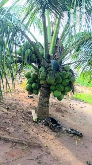 Premium Coconut Seedlings - Dwarf & Tall Varieties
