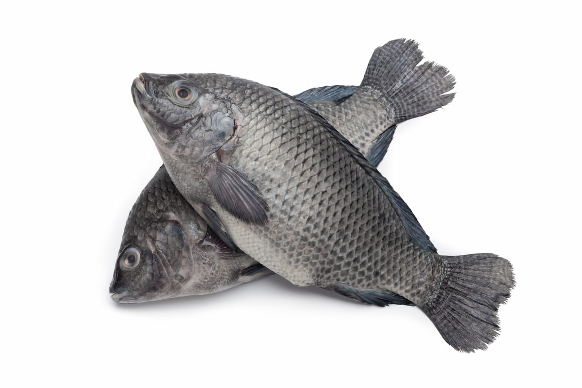 Big Samps – 3 Large Tilapia Sizes (Dressed)