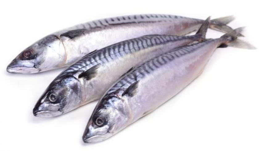 Big Samps – Frozen Mackerel (1kg)
