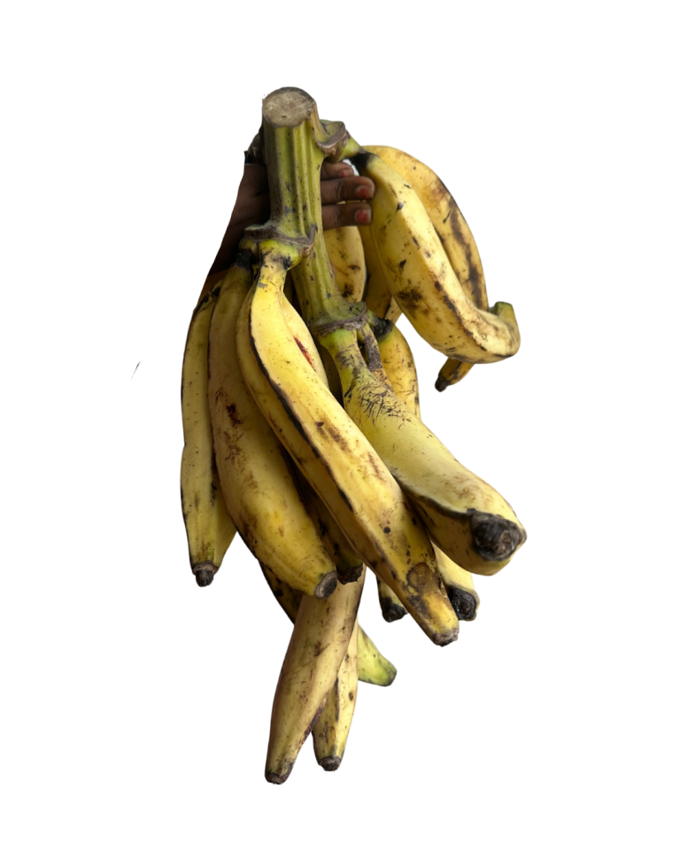Big Samps – Ripe Plantain (1 Bunch)