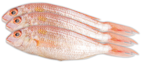 Big Samps – Red Fish