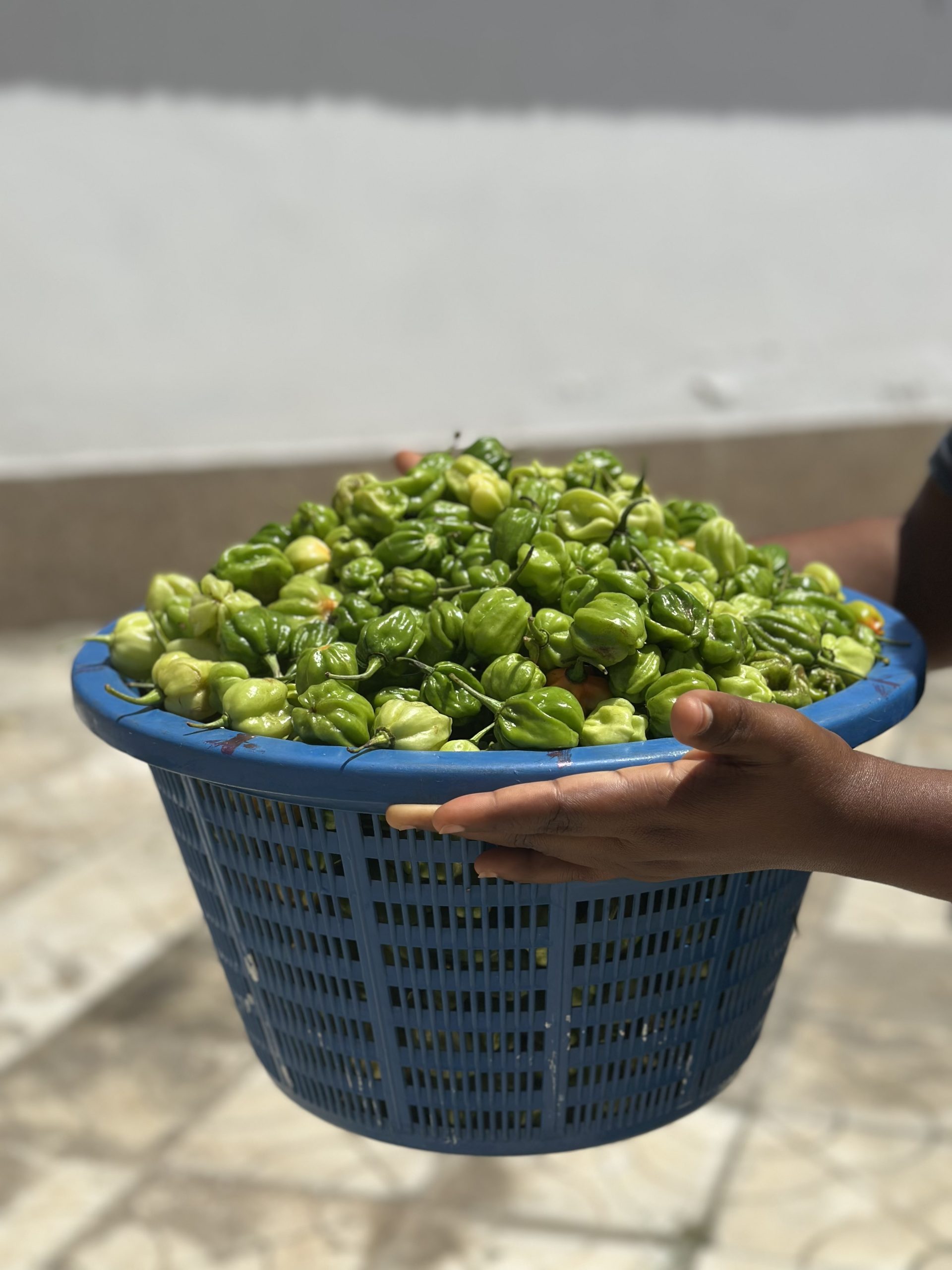 Green Scotch Bonnet Pepper (Basket) | Big Samps Market