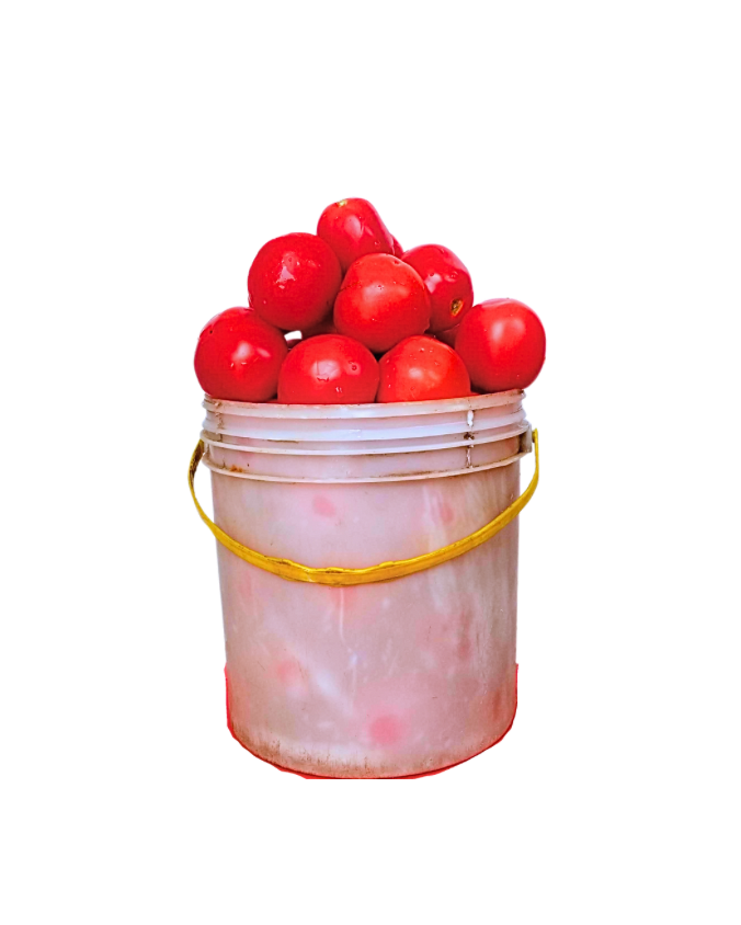 Tomatoes (Bucket) | Big Samps Market