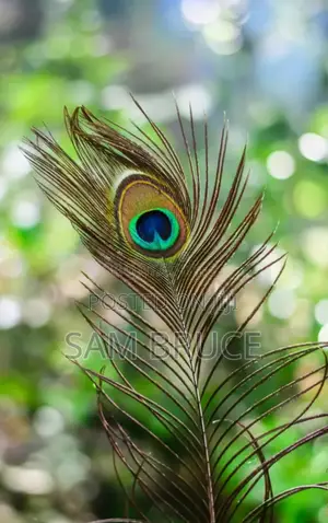 Natural Peacock Feathers – Genuine Peacock Eye Feathers for Décor, Crafts & Events