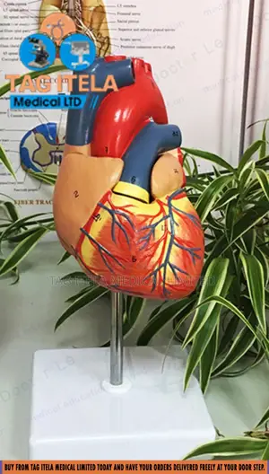 Anatomy Heart Model