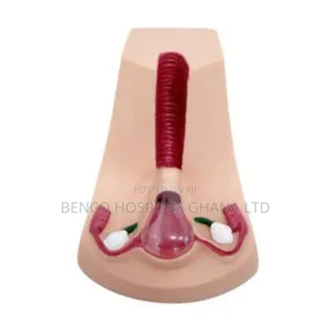Contraceptive Device Model | Life-Size Anatomical | Detachable | Medical Training & Patient Education