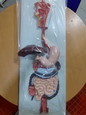 Digestive System