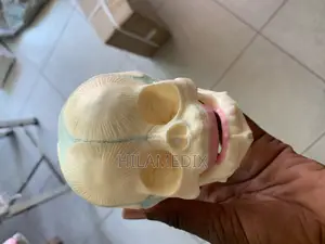 Human Skull – Anatomical Model & CPR Training Manikin