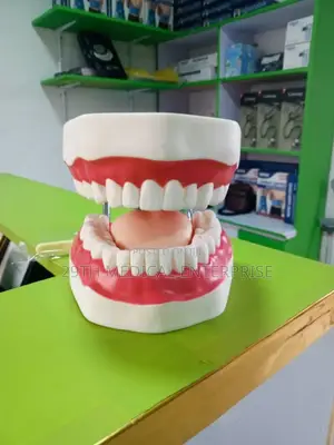 Teeth Model