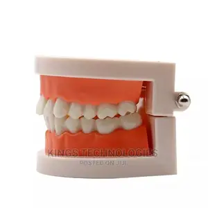 Dental Model | Anatomical Replica | Detachable Teeth | Education & Dental Treatment Planning