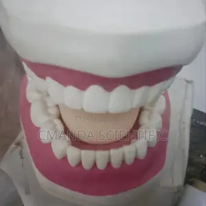 Teeth Madel | Life-Size Anatomical | Detachable | Medical Training & Patient Education