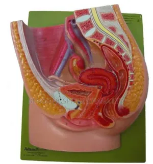 Female Pelvic Model | Life-Size | Anatomical | Detachable | Medical Training & Patient Education