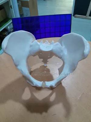 Adult Female Pelvic | Life-Size | Anatomical | Detachable | Medical Training & Patient Education