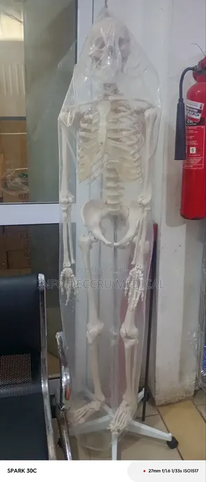 Skeletal System