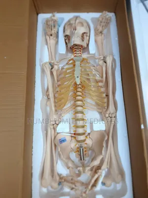 Human Skeleton
