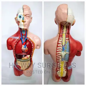 Torso Training Manikin – Anatomical Model & CPR Training Manikin