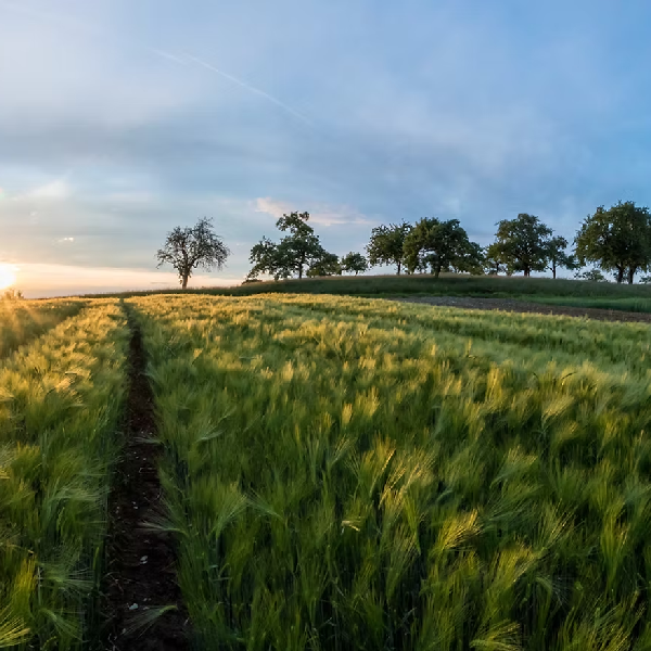 kingyafricaltd - Agribusiness