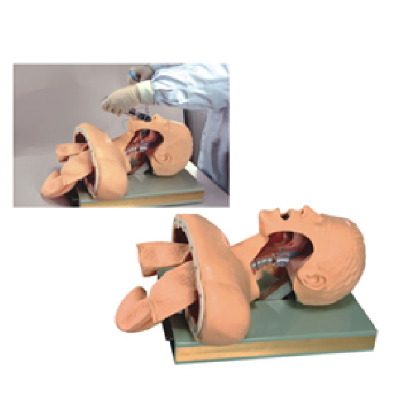 McSarpong – Advanced Human Endotracheal Intubation Training Model AG-SMF-50 | Realistic, Alarm-Enabled Simulation for Medical Training