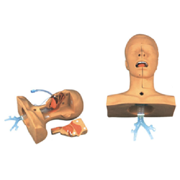 McSarpong – Advanced Suction Training Model AG-SDMF-12 | Realistic Intubation and Sputum Suction Practice for Clinical Education